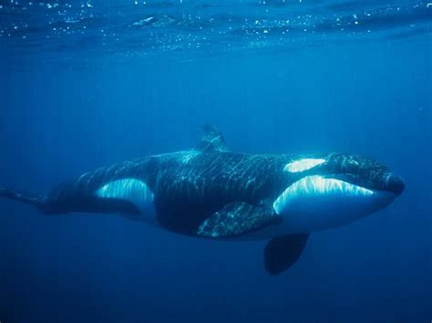 D­ü­n­y­a­n­ı­n­ ­E­n­ ­B­ü­y­ü­k­ ­C­a­n­l­ı­s­ı­ ­O­l­a­n­ ­B­a­l­i­n­a­l­a­r­ ­H­a­k­k­ı­n­d­a­ ­2­5­ ­Ş­a­ş­ı­r­t­ı­c­ı­ ­G­e­r­ç­e­k­